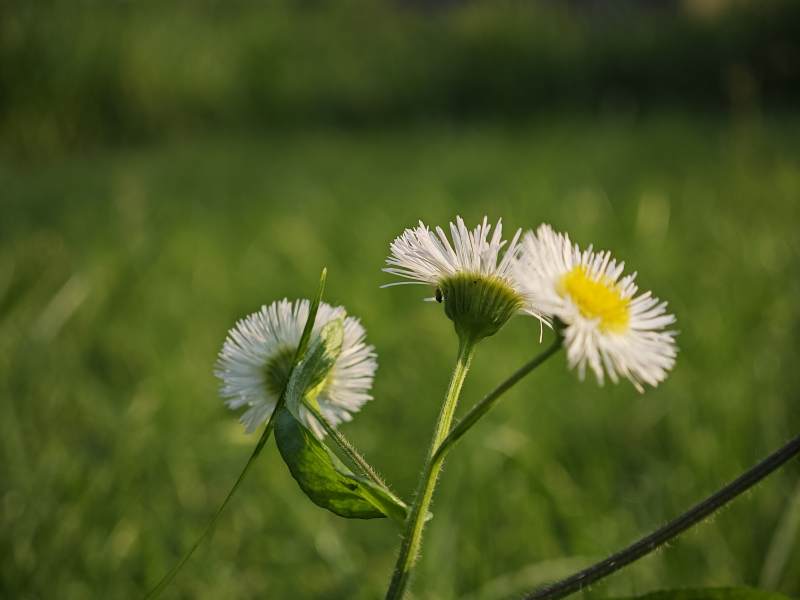 野菊绽放 绿意盎然图片