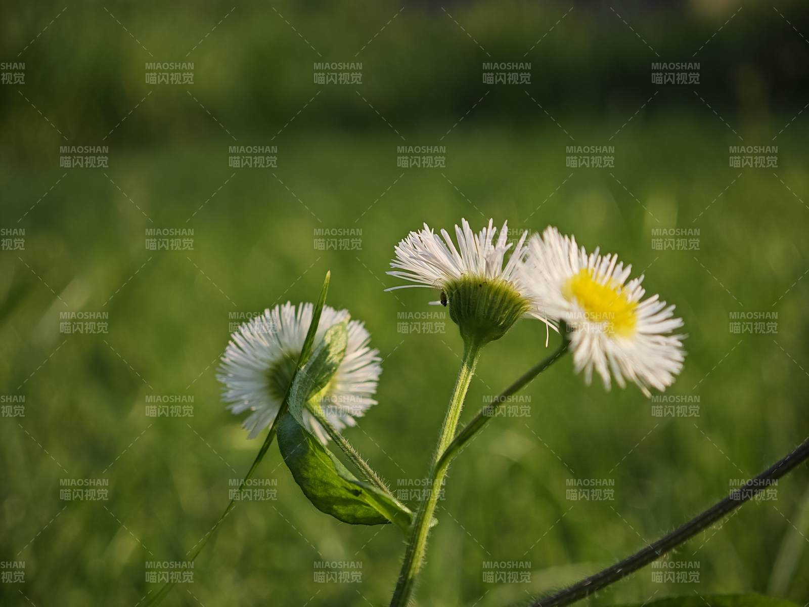 野菊绽放 绿意盎然图片