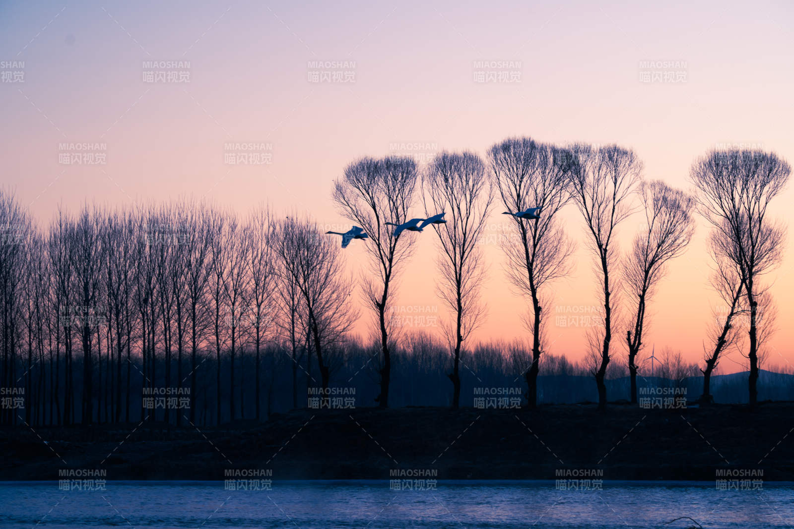 夕阳飞鸟剪影图图片