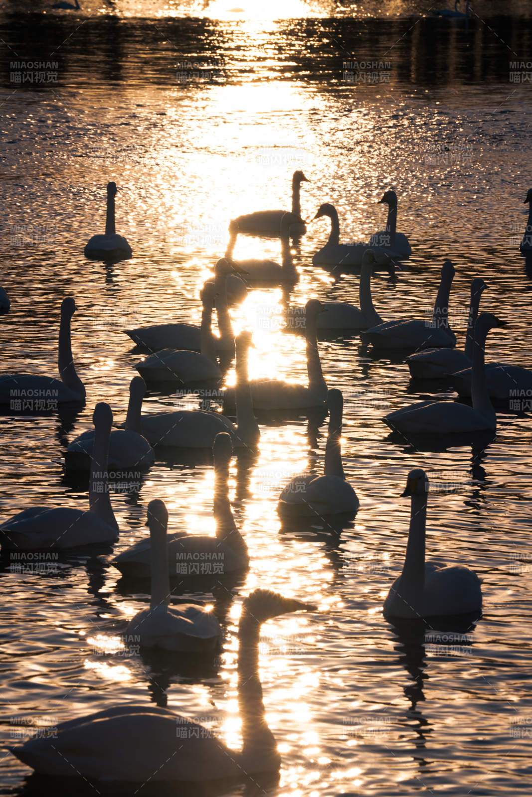 夕阳下的天鹅群影图片