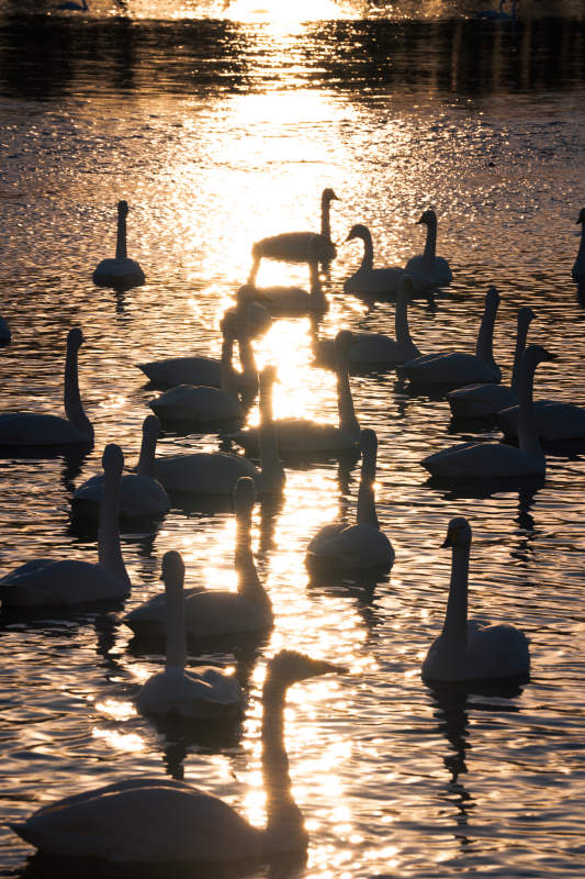 夕阳下的天鹅群影图片