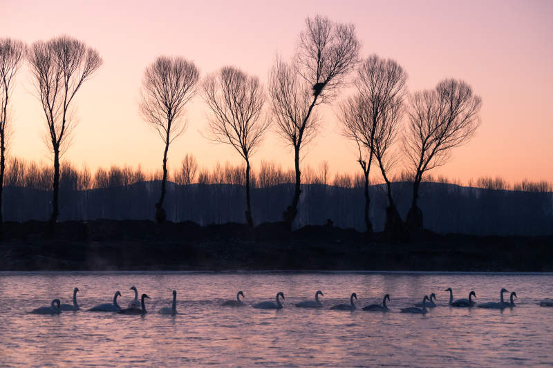 湖畔天鹅与剪影树影图片