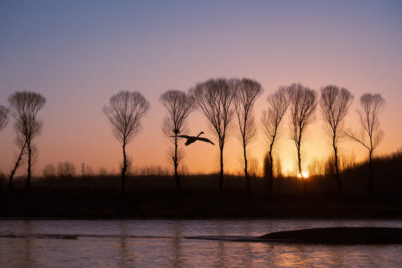 夕阳下的飞鸟与树影图片