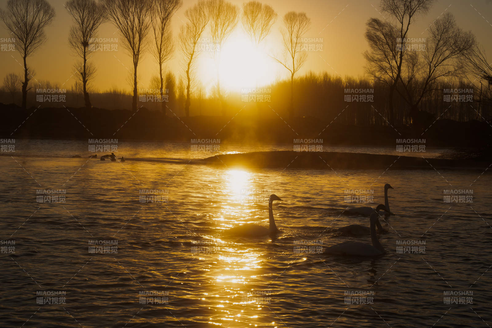 夕阳下的天鹅湖景图片