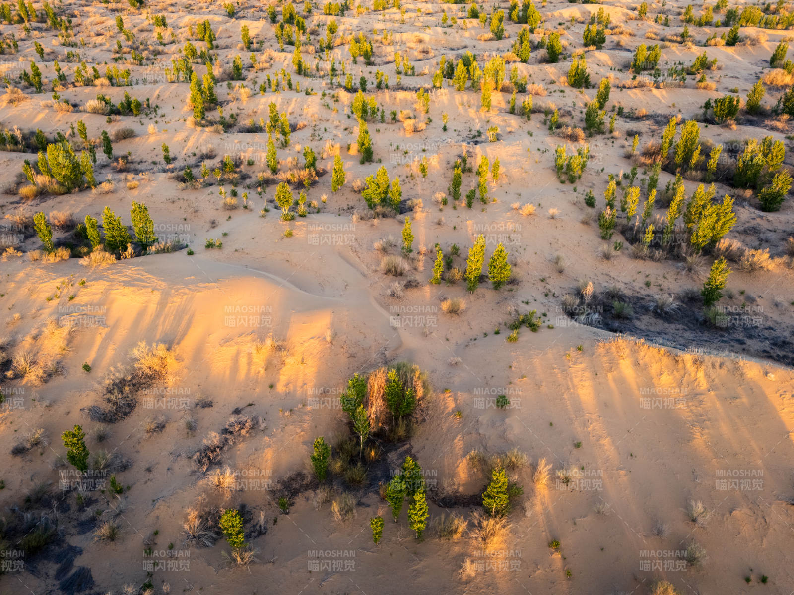沙漠绿洲夕阳美景图片