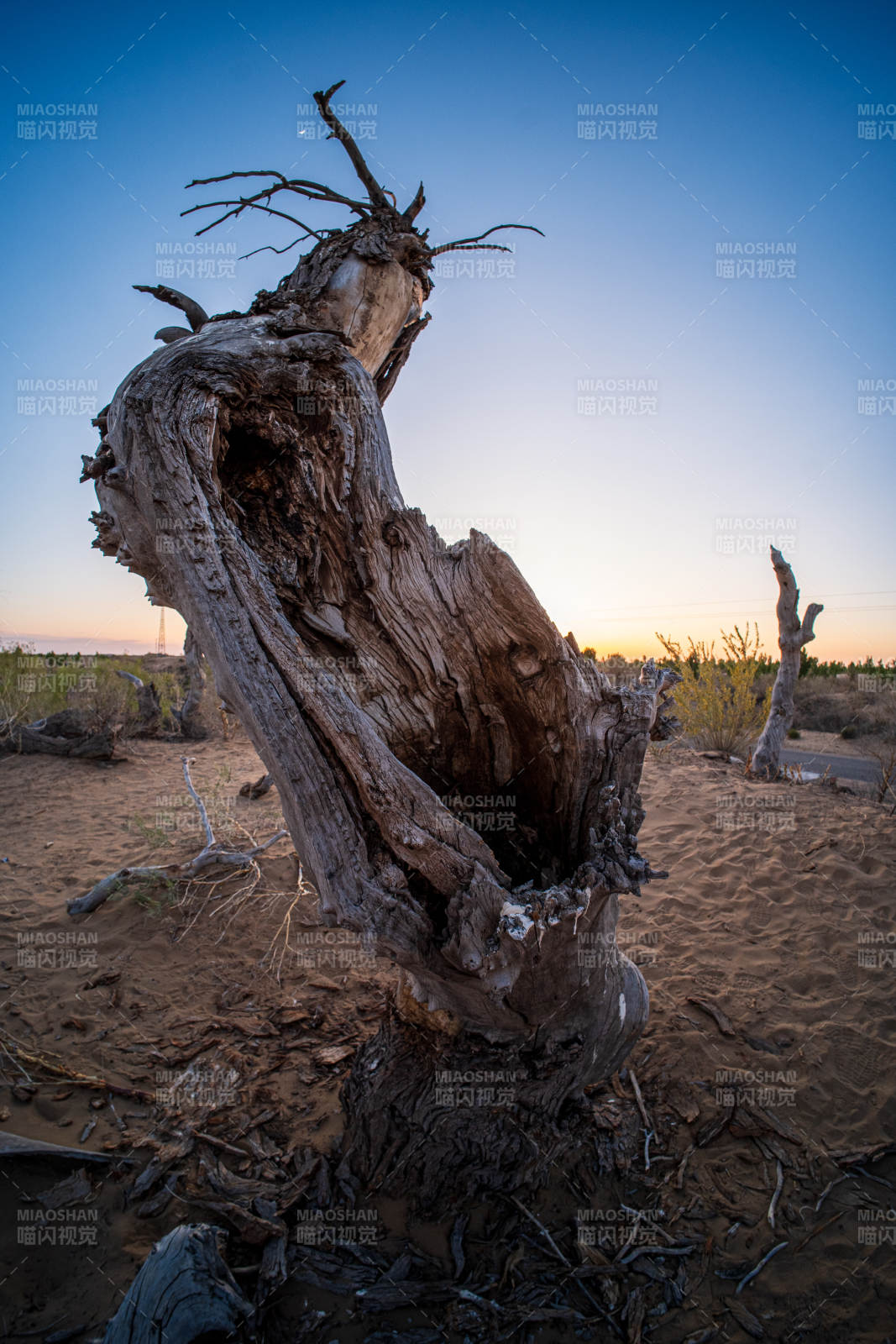 沙漠中的枯树残影图片