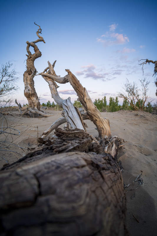 沙漠中的枯树残影图片