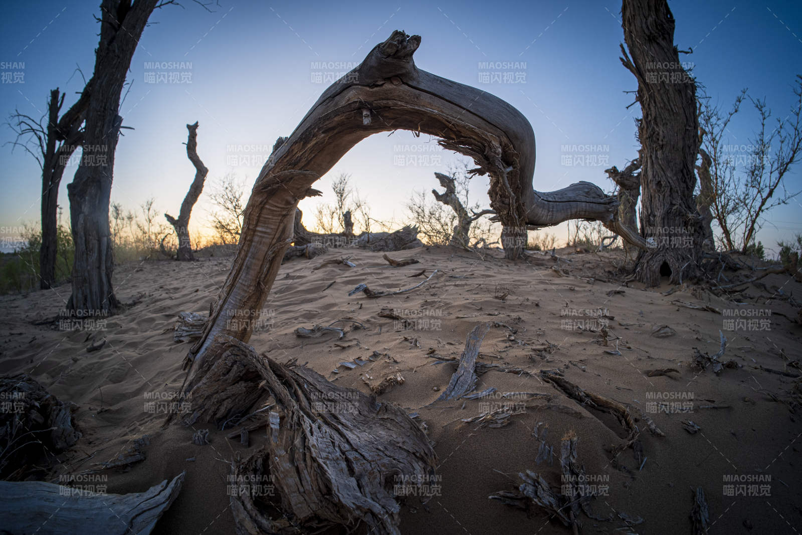 沙漠中的枯树拱门图片