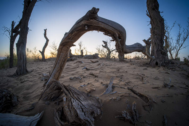 沙漠中的枯树拱门图片