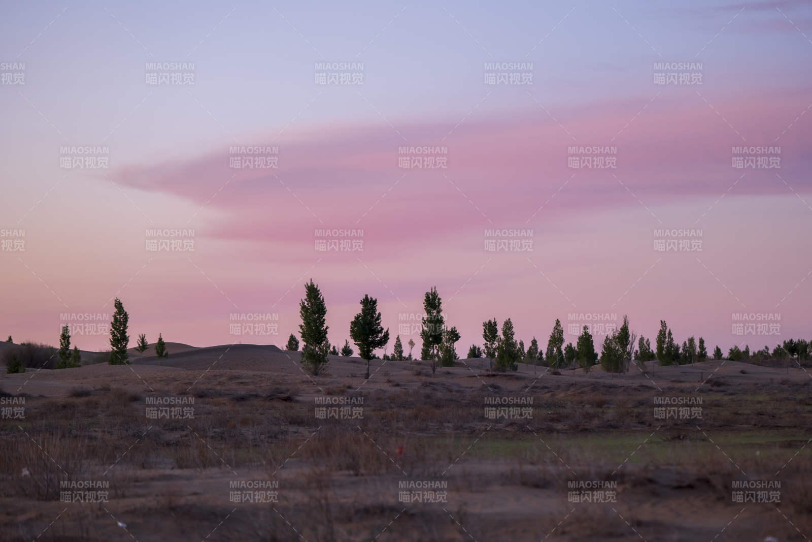 黄昏下的孤树群影图片