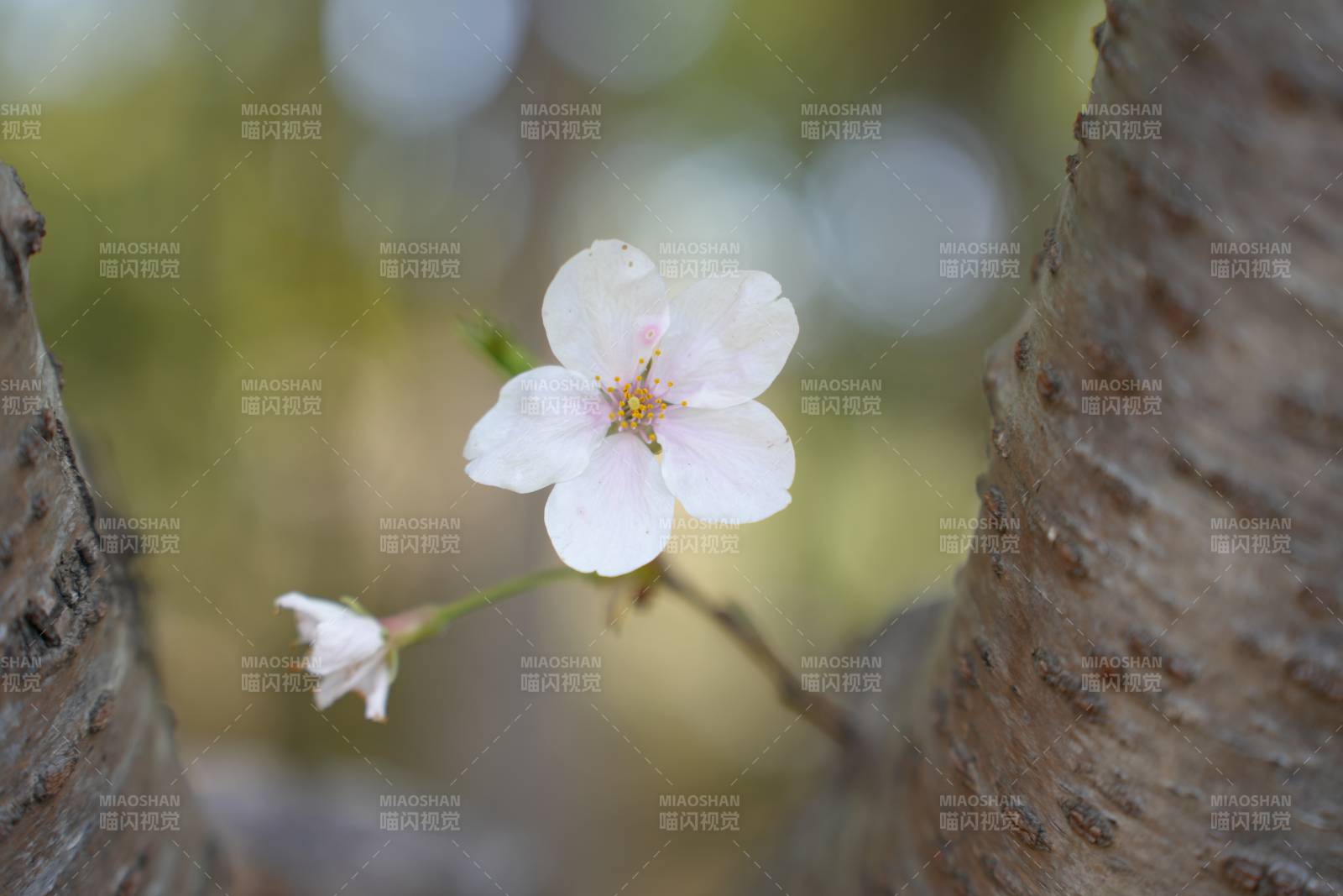 樱花树下的初绽花朵图片