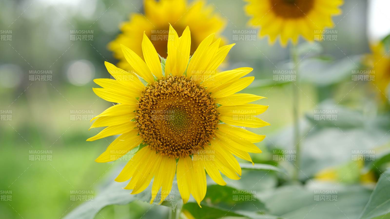 向日葵的明媚笑容图片