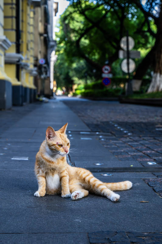 街角的悠闲橘猫图片