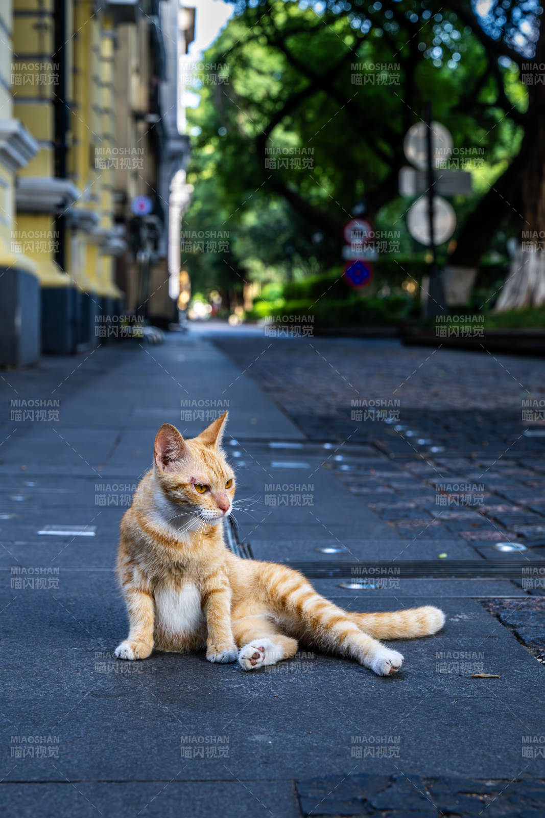 街角的悠闲橘猫图片