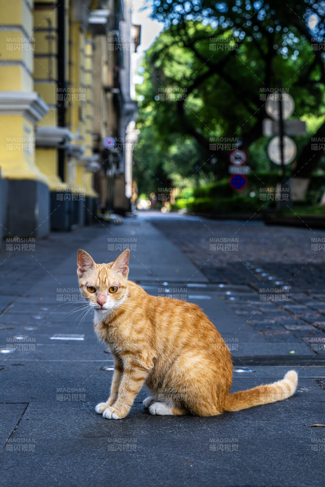 街角的橙色猫咪图片