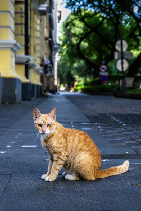 街角的橙色猫咪图片
