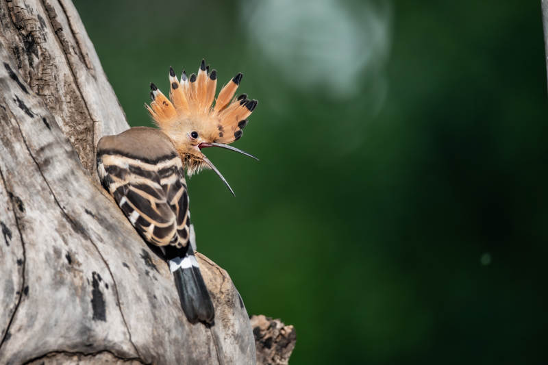 戴胜鸟栖息树干上图片