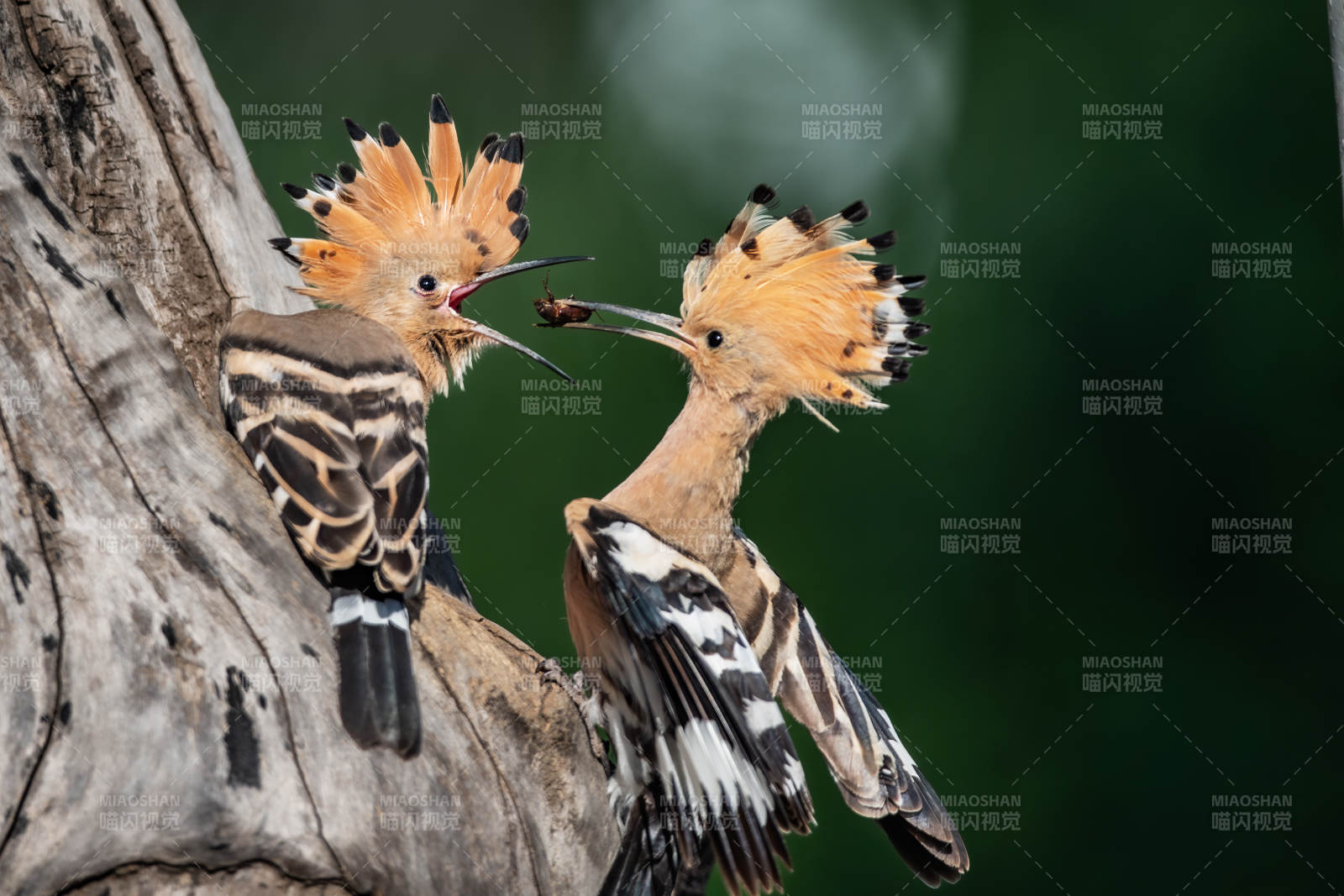 两只戴胜鸟的互动瞬间图片