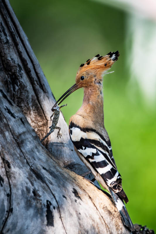 戴胜鸟捕食蜥蜴瞬间图片