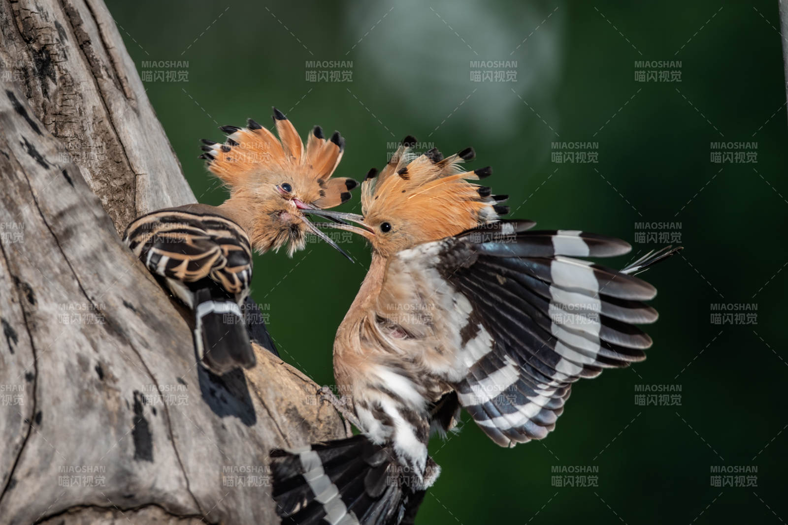 两只戴胜鸟的亲密互动图片