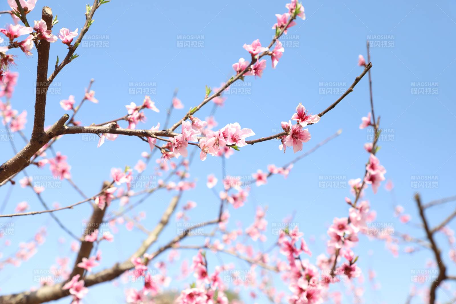 春日桃花绽放枝头图片