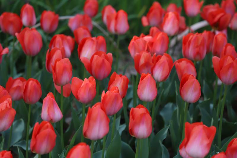 红色郁金香花海盛开图片