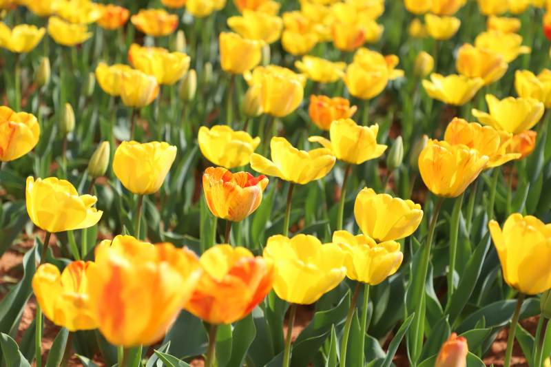 金色郁金香花海绽放图片