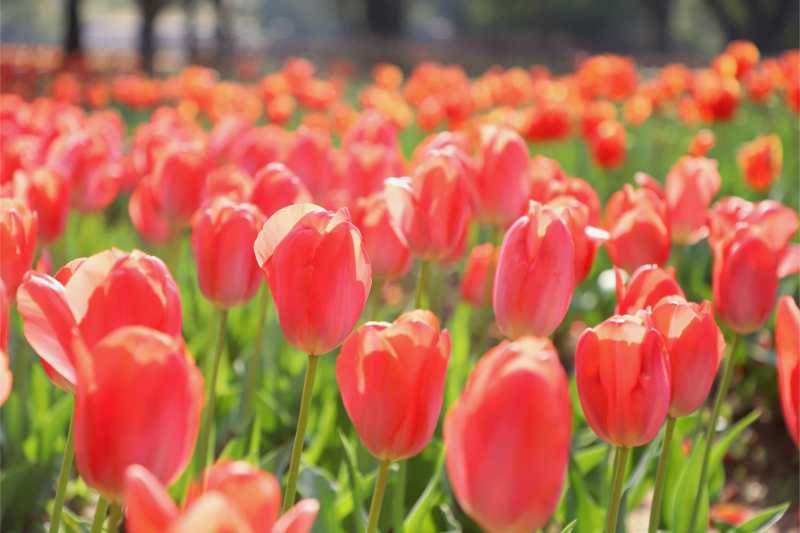 郁金香花海 春日美景图片