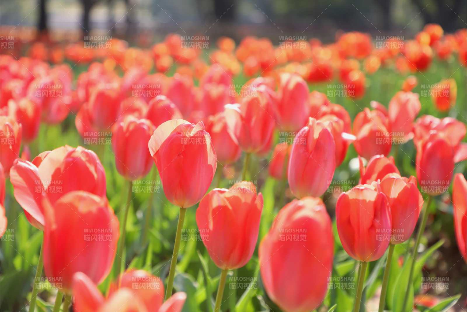 郁金香花海 春日美景图片