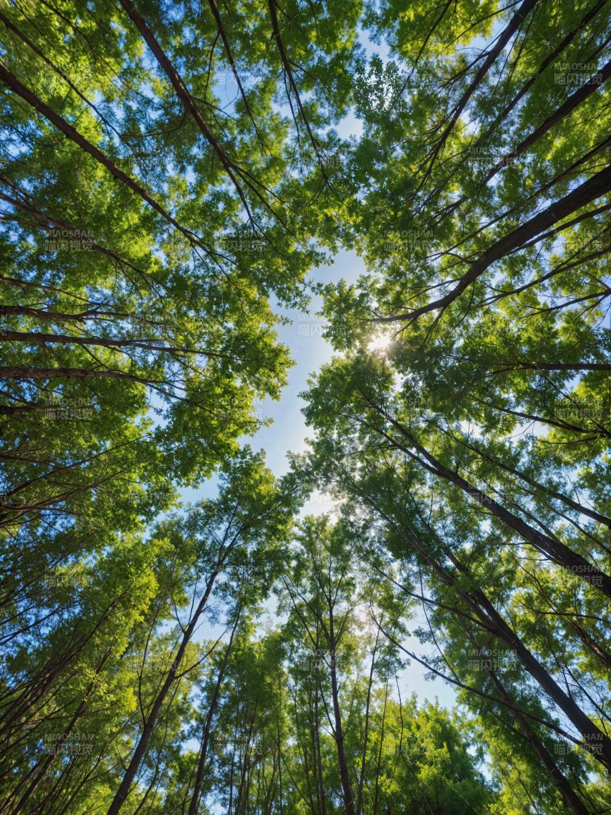 森林仰望 阳光穿透绿叶图片