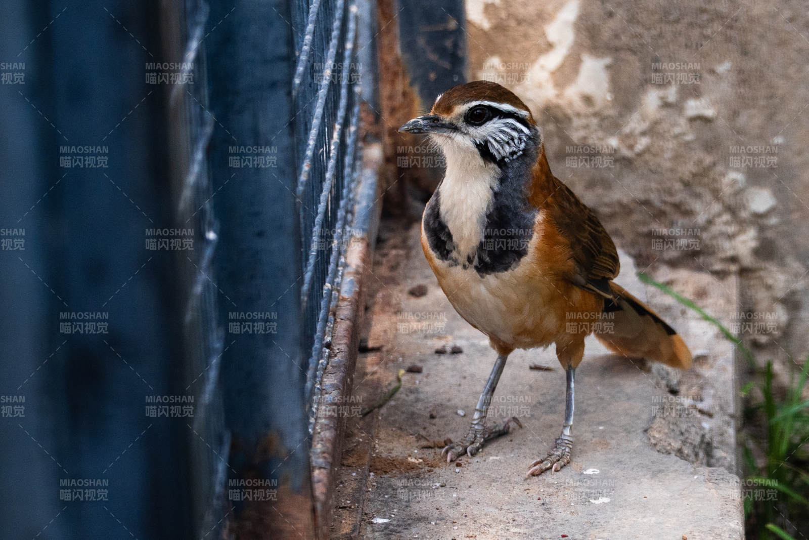 墙角小鸟静观四周图片