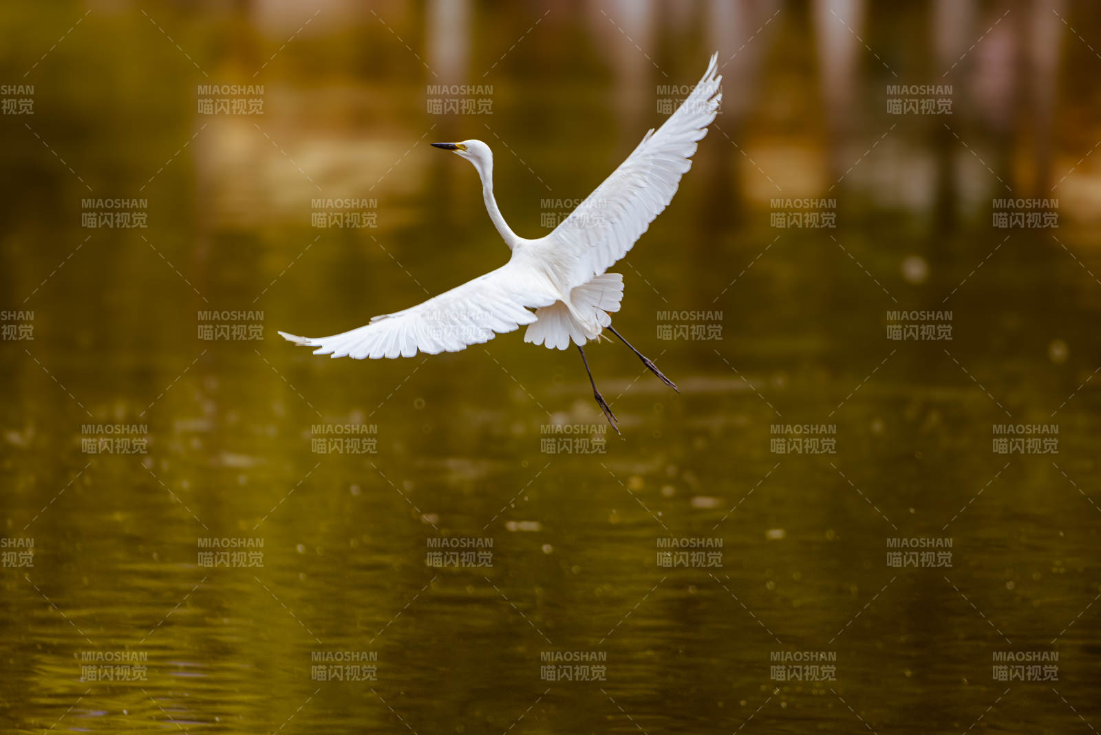 白鹭低飞掠水面图片