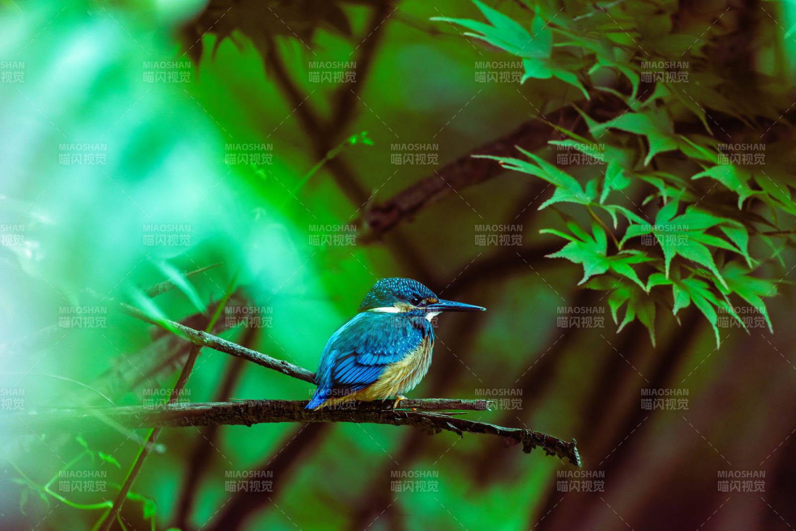 翠鸟栖枝绿意浓图片
