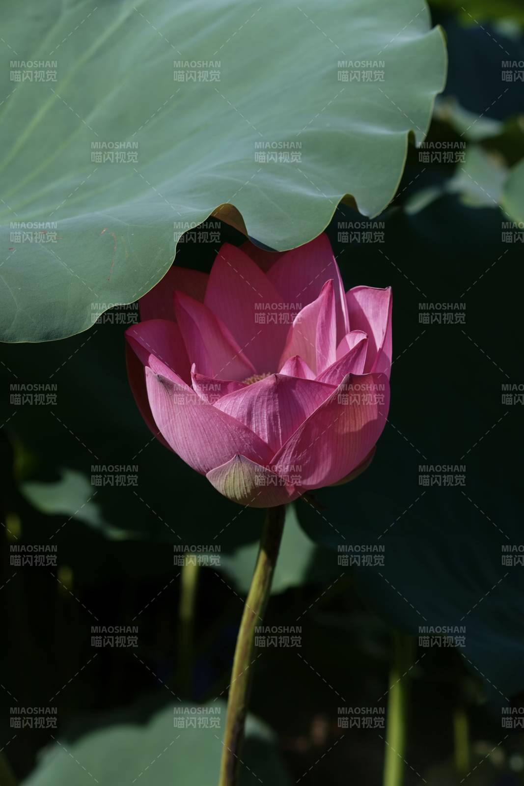 粉莲静谧 绿叶相伴图片