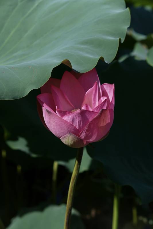 粉莲静谧 绿叶相伴图片