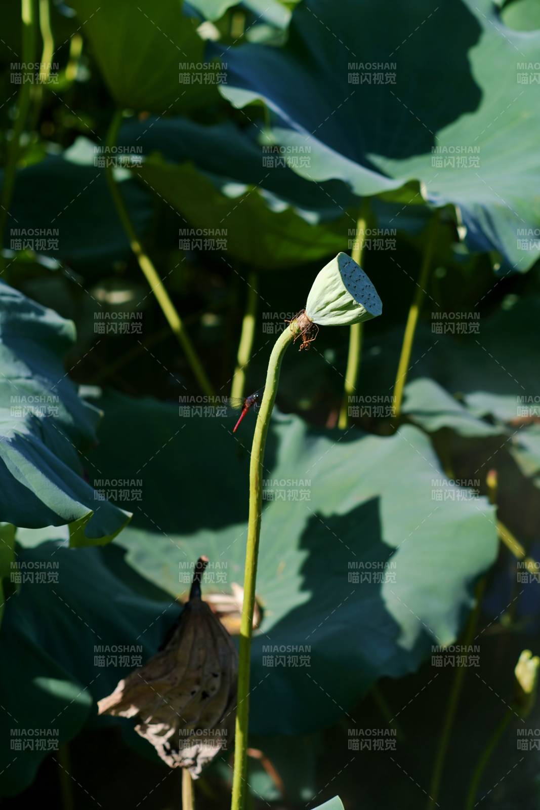 荷塘蜻蜓点水图图片