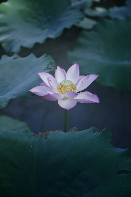 静谧池塘中的莲花盛开图片