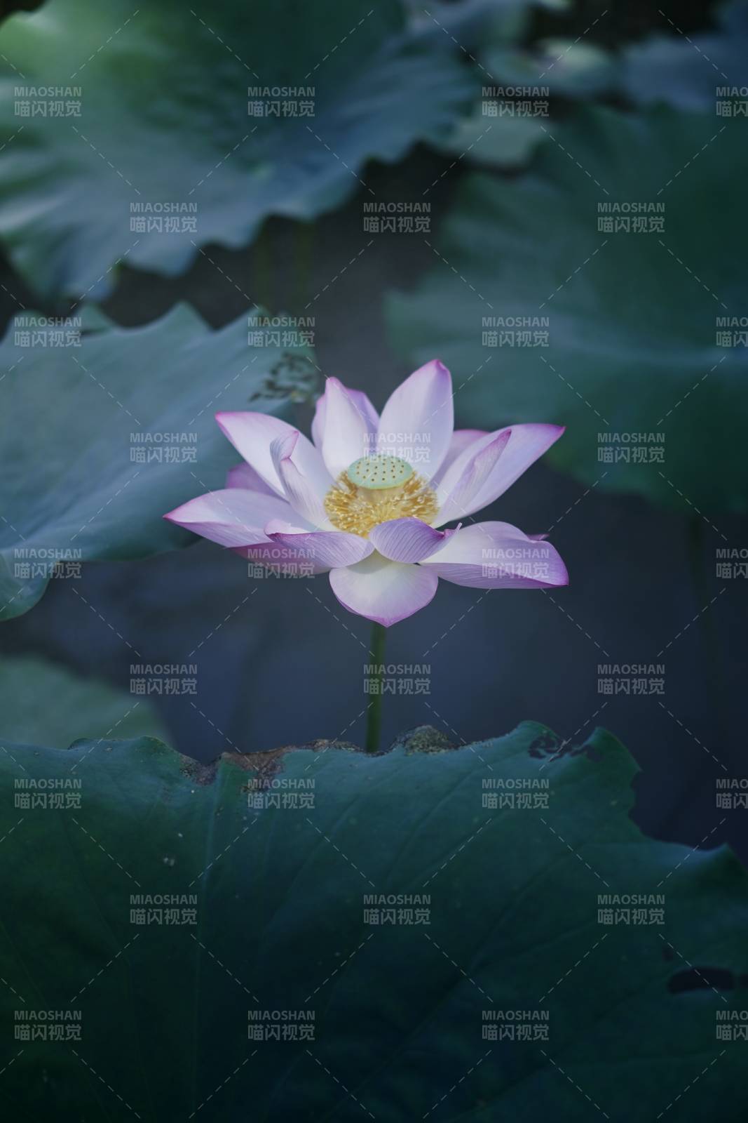 静谧池塘中的莲花盛开图片