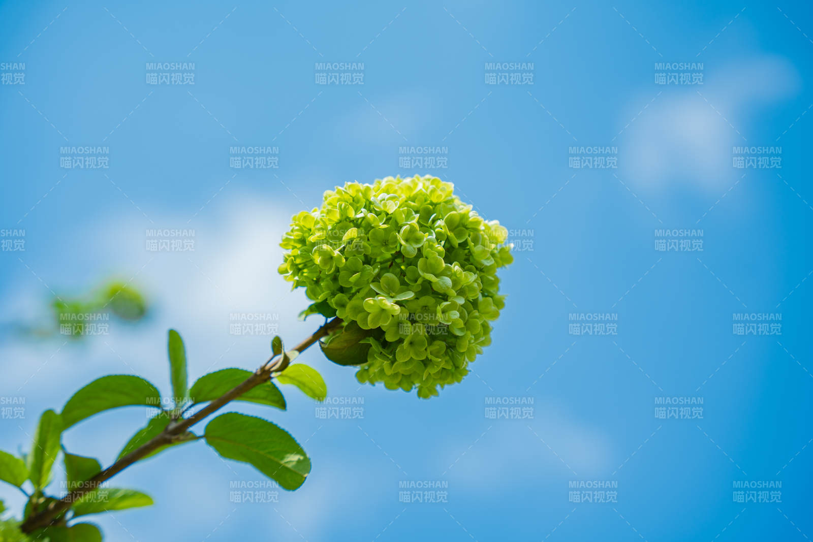 绿花绽放 蓝天映衬图片