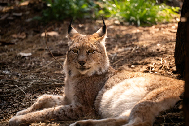 林中悠闲的猞猁图片