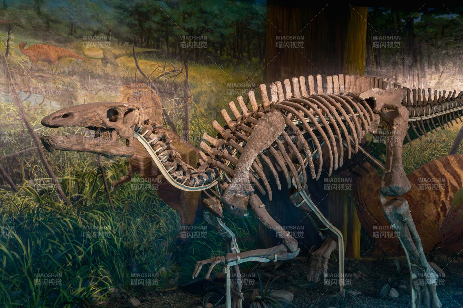 恐龙化石展览现场图片