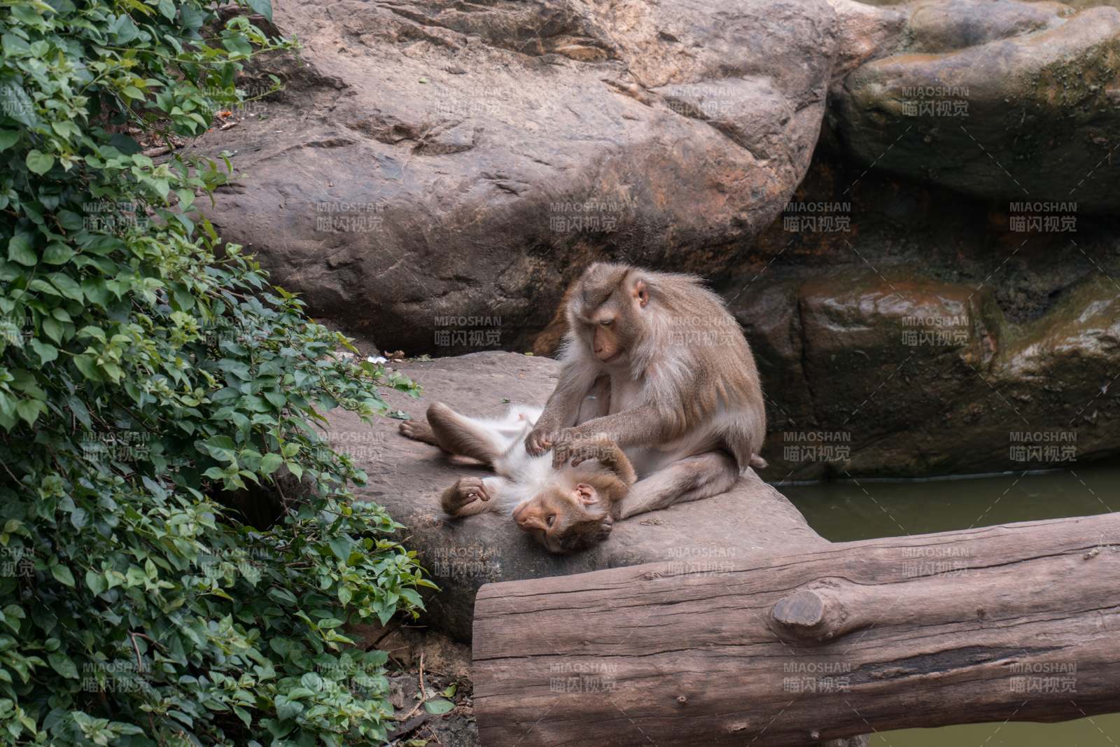 猴子母子在岩石上休息图片