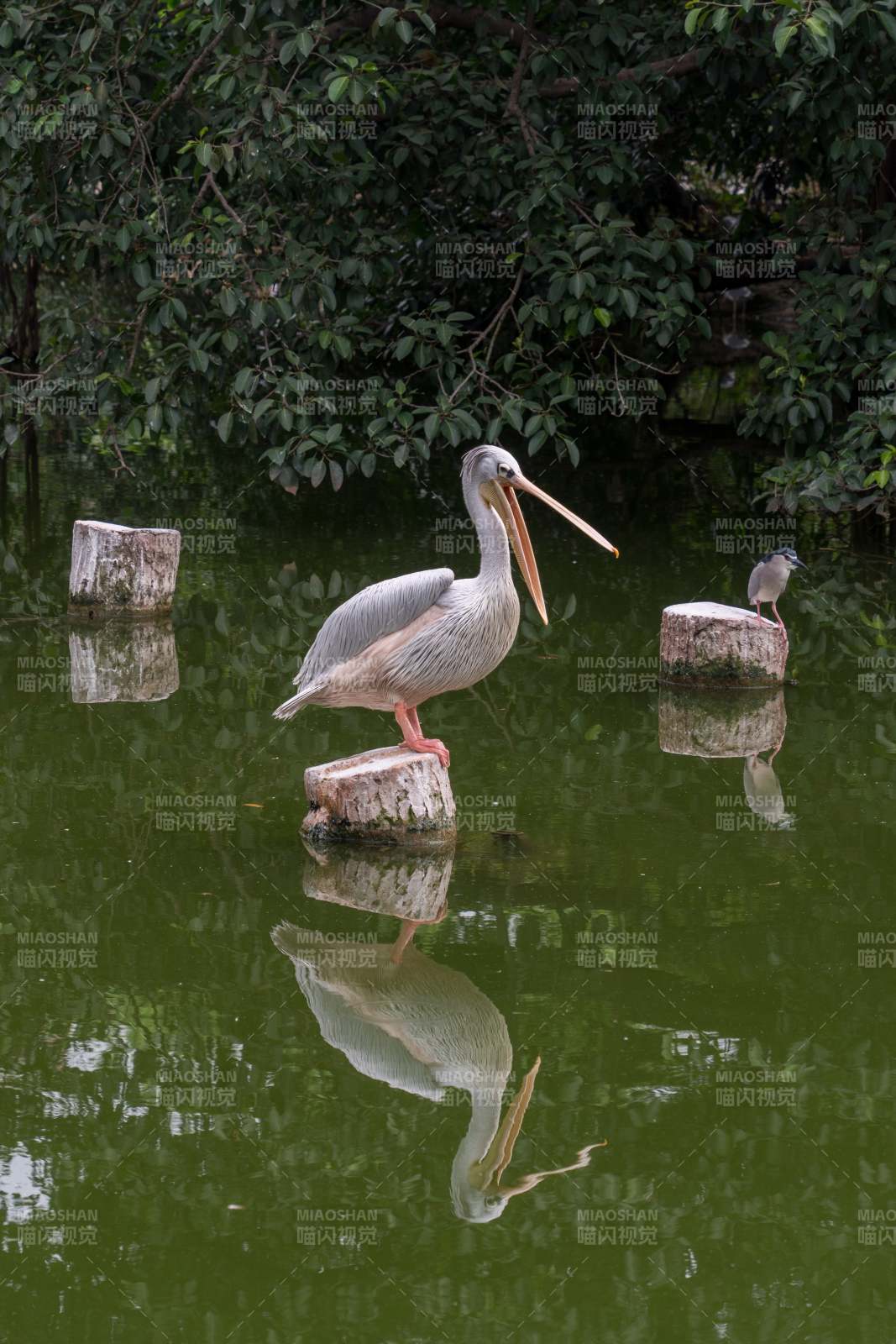 湖畔鹈鹕静立石上图片