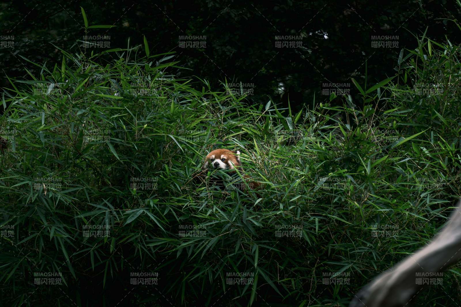 竹林中的小熊猫图片