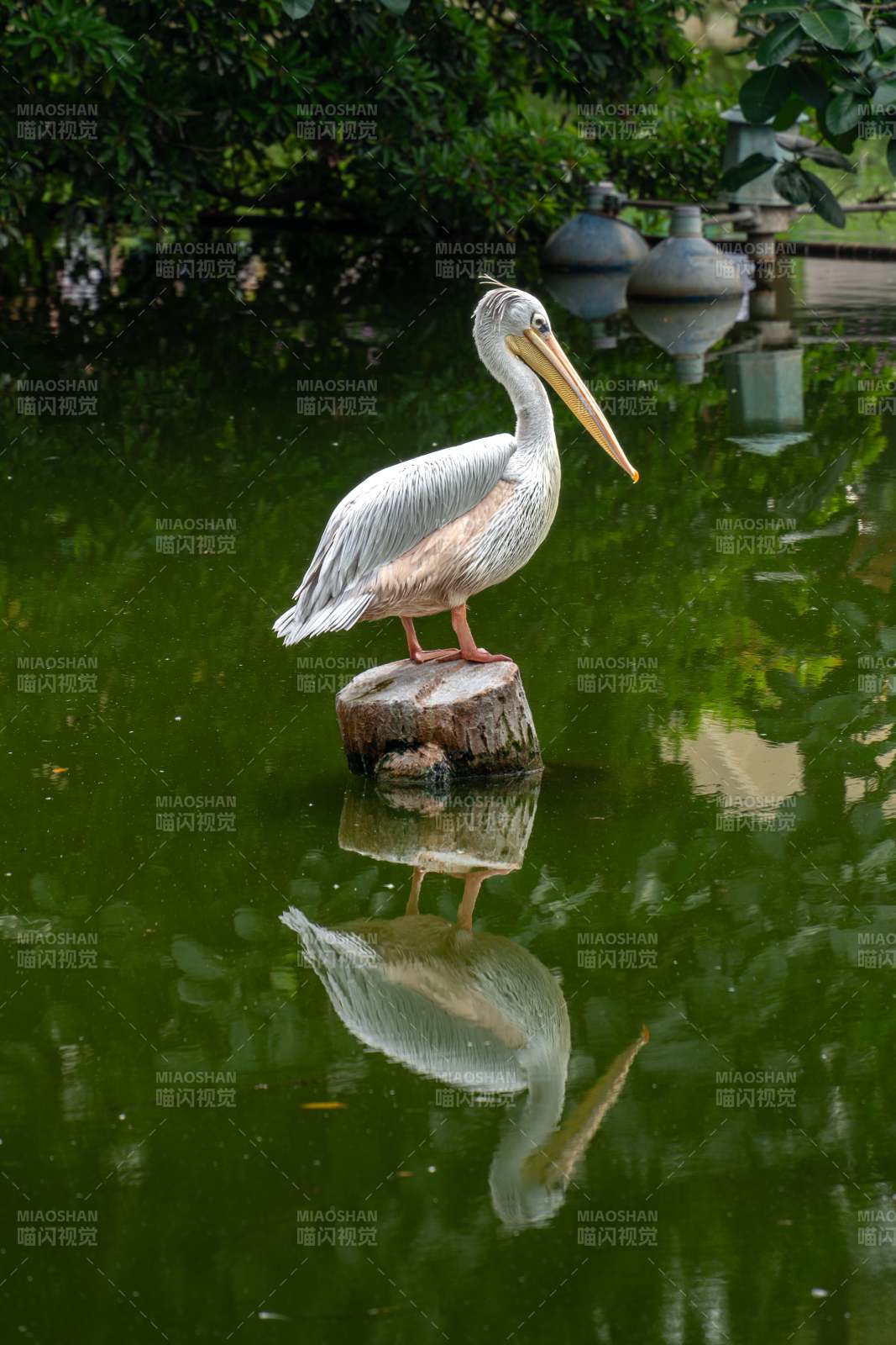 湖畔鹈鹕静影图片