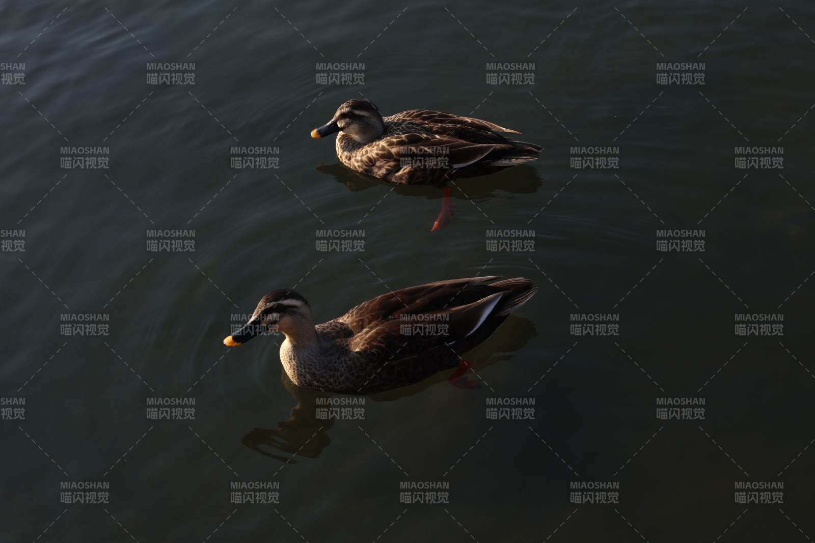 湖面双鸭悠然游弋图片