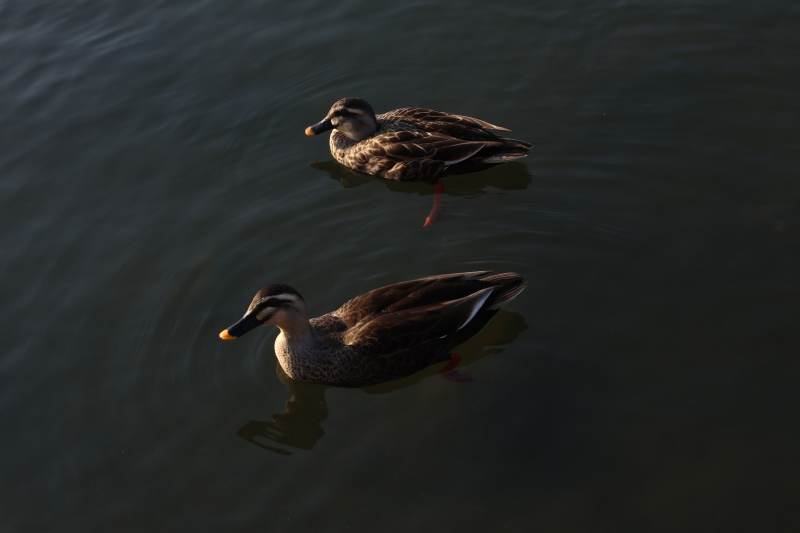 湖面双鸭悠然游弋图片
