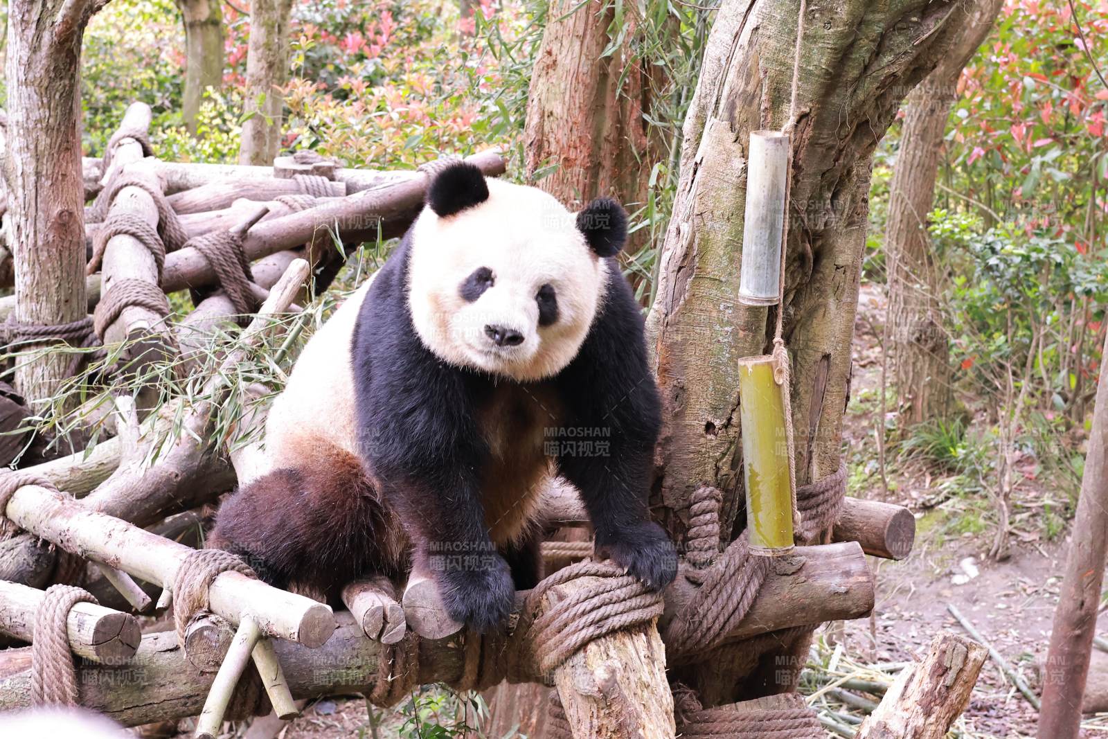 熊猫在竹林中的悠闲时光图片