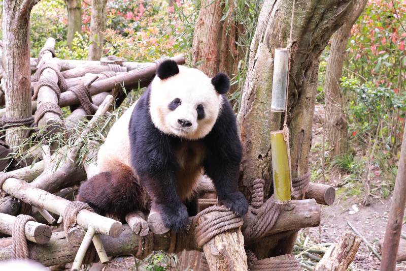 熊猫在竹林中的悠闲时光图片