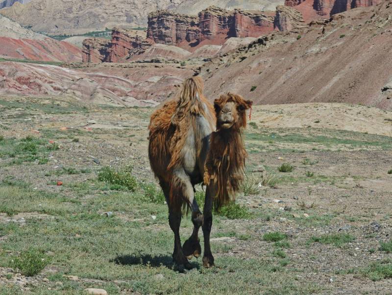 荒漠中的骆驼图片